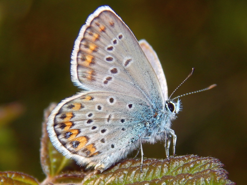 2 Plebejus da ID